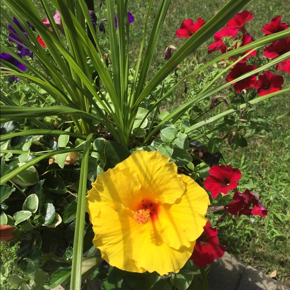 Meet your Posher, Maureen - Picture 4 of 9